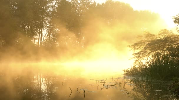 Nebel über dem ruhigen Fluss im Morgengrauen - Filmmaterial, Video