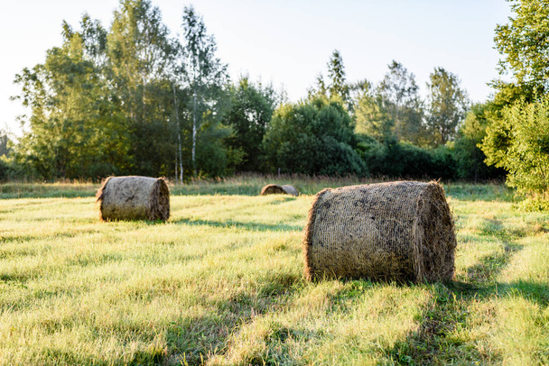 countryside fields in summer with rolls of hay - Foto, Bild