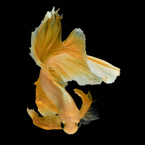 Beta Fisch, siamesische Kampffisch "Halbmond" isoliert auf schwarzem Hintergrund schöne Bewegung Makro-Foto - Foto, Bild