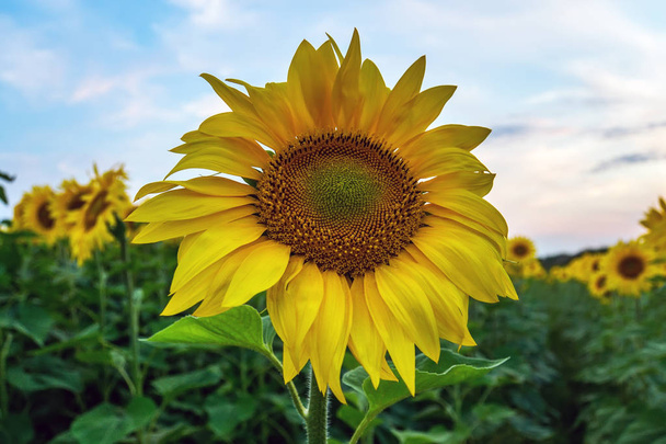 Field of blooming sunflowers on a background blue sky. - Photo, Image