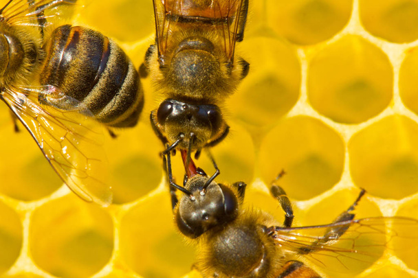Communication deux abeilles
 - Photo, image