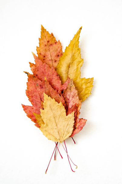 Ξηρό πολύχρωμα φθινοπωρινά φύλλα πρότυπο λευκό φόντο - Φωτογραφία, εικόνα