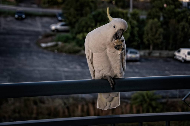 Ausztrál kén kakadu zár-megjelöl  - Fotó, kép