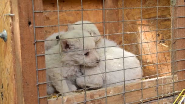 kleine witte pups in kooien te wachten om te worden vastgesteld - Video