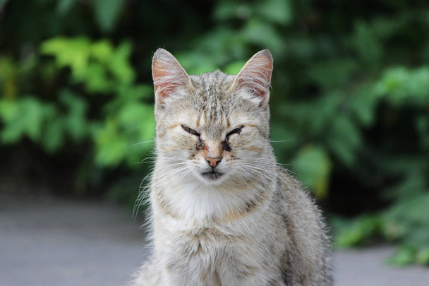 gato sin hogar infectado con herpesvirus felino - rinotraqueítis viral felina o clamidiosis - clamidia psittaci con conjuntivitis ocular y panoftalmitis. Síntomas en forma de lagrimeo de los ojos
 - Foto, Imagen