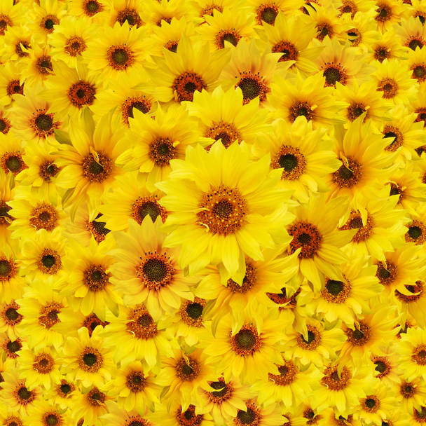 Auringonkukat - Valokuva, kuva