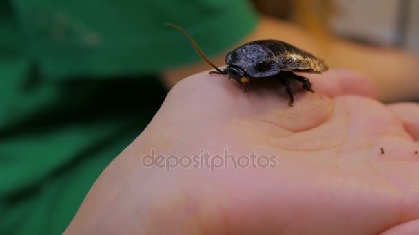 Cucaracha grande sentada en las manos
 - Metraje, vídeo