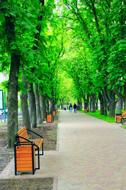 city park with promenade path benches and big green trees - Photo, Image