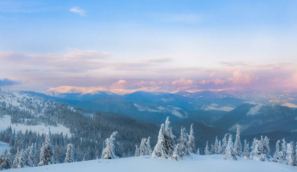 pin en hiver au coucher du soleil dans les montagnes
. - Photo, image