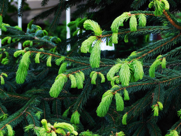 Beautiful fir tree branches. - Photo, Image