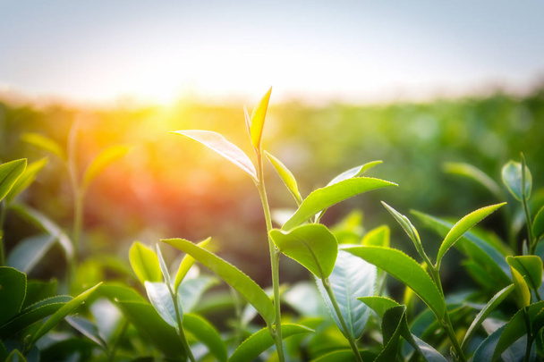 közelről tea levelek a reggeli napfény. - Fotó, kép