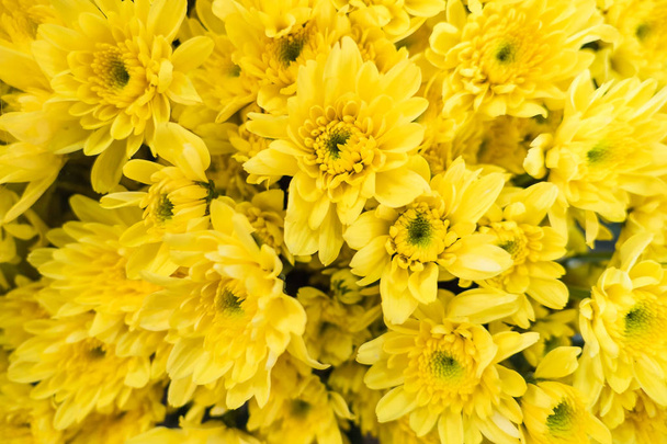 Many Yellow flower gerbera closeup on tree in garden  - Photo, Image
