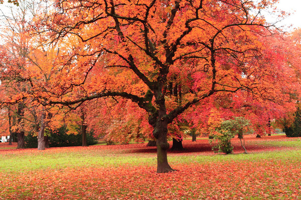 autumn tree in the park - Photo, Image