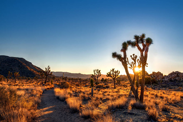 arbres clairsemés dans le désert
  - Photo, image