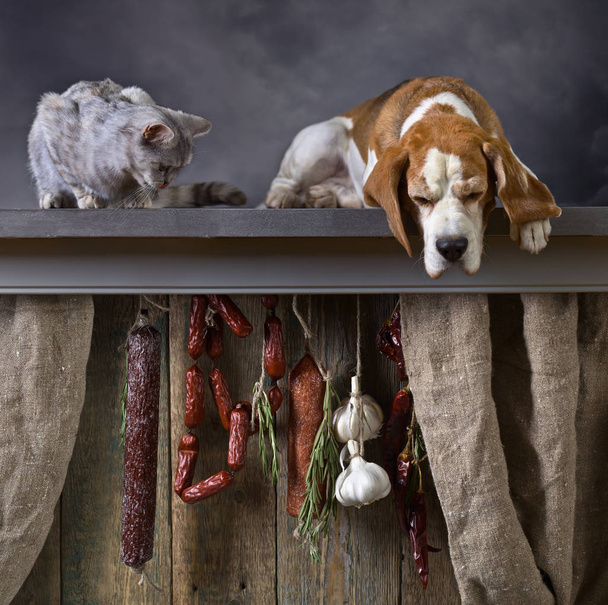 Beagle, γατάκι και καπνιστό λουκάνικο. - Φωτογραφία, εικόνα