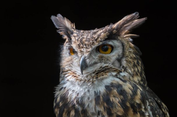 MacKinders eagle owl - Photo, Image