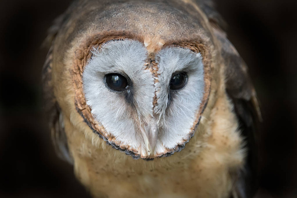 Ashy faced barn owl - Photo, Image