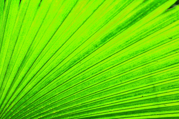 zelená listová pozadí - Fotografie, Obrázek