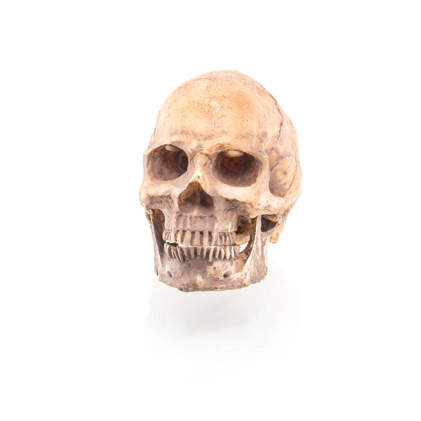 crâne humain isolé sur fond blanc - Photo, image