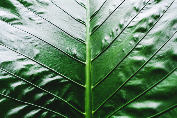 Close-up Green tropical leaf texture pattern background - 写真・画像