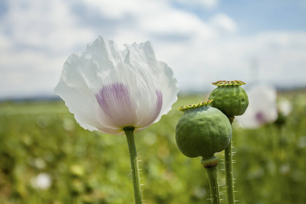 Opium poppy field Flower and Seeds capsules Close up   - Photo, Image