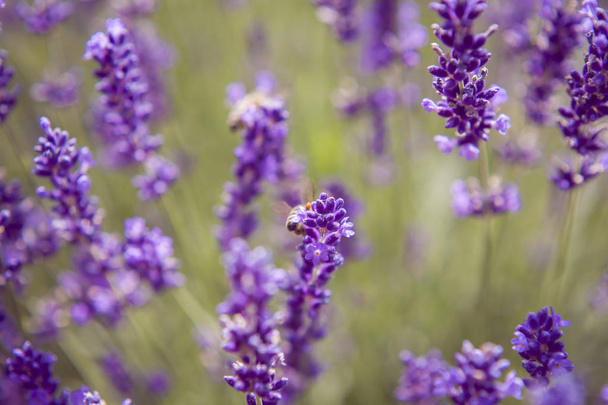 Лаванда і комахи Природа Літні квіти П'ятниці
   - Фото, зображення