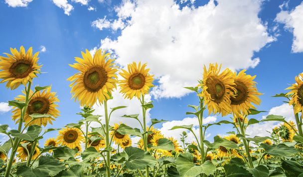 Zonnebloemen blauwe hemel en witte wolken natuur Sommer seizoen - Foto, afbeelding