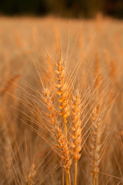 sunset evening golden wheat field - Φωτογραφία, εικόνα