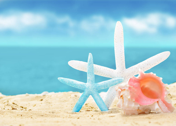 kum ile yaz sahilde deniz kabuklarını - Fotoğraf, Görsel