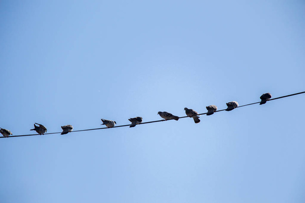 Pigeons perched on wire - Photo, Image