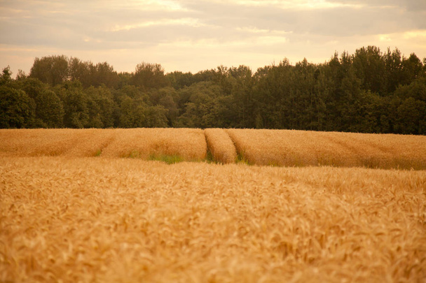manhã cedo nascer do sol campo de trigo
 - Foto, Imagem
