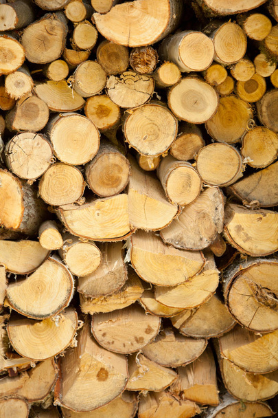 bûches de bois arbre en été
 - Photo, image