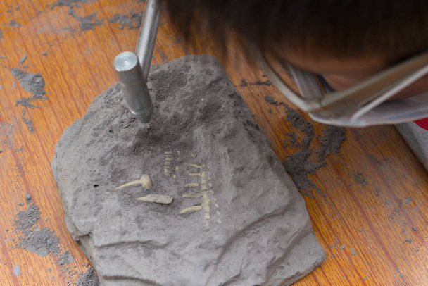 scavare ossa animali da una roccia
 - Foto, immagini