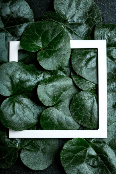 Creative background made of wet leaves water drops with whit frame . Flat lay. Nature concept.Coltsfoot - Foto, Imagem