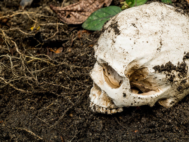 Vedle lidské lebky v půdě. Lebka je špína připojené k skull.concept smrti a Halloween - Fotografie, Obrázek