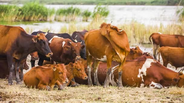Κοπάδι των αγελάδων κοντά σε λίμνη - Πλάνα, βίντεο