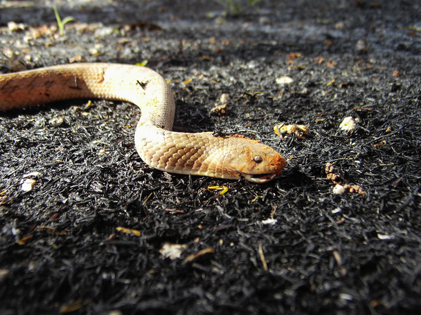 Cobra nas costas gounde
 - Foto, Imagem