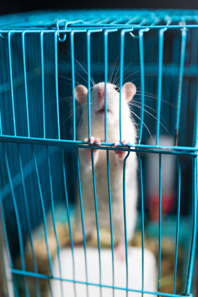 weiße Ratte wird an den Beinen im Käfig gehalten - Foto, Bild