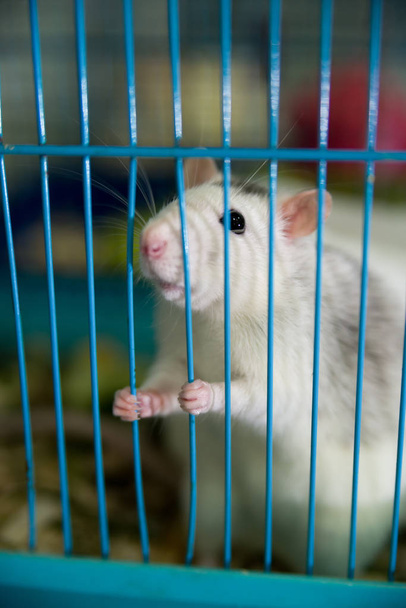 weiße Ratte wird an den Beinen im Käfig gehalten - Foto, Bild