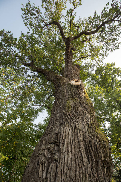 Jaszczurowa içinde birkaç yıldırımlar kurtuldu 500 yıl yaşlı meşe ağacı. Polonya. - Fotoğraf, Görsel