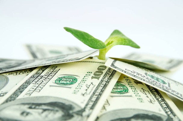 Багато доларів і зелена паростка
 - Фото, зображення