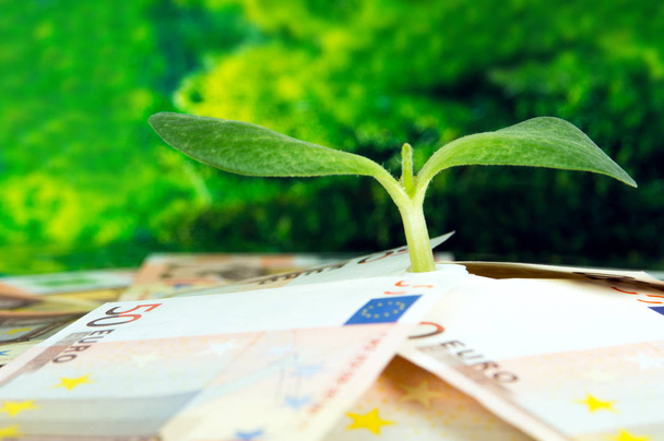 European money, green sprout close-up - Фото, зображення