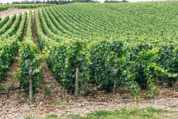 Grapes grows in rows in the field - Foto, Bild