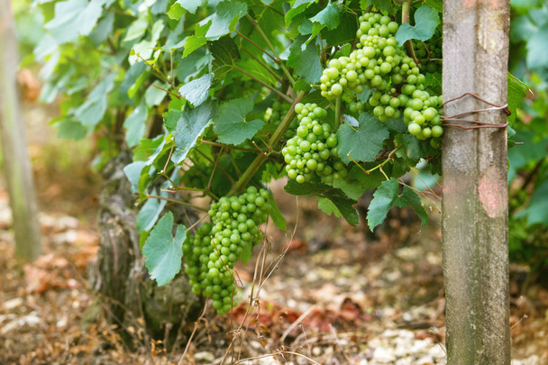 A bunch of green grapes on a bush - Photo, image