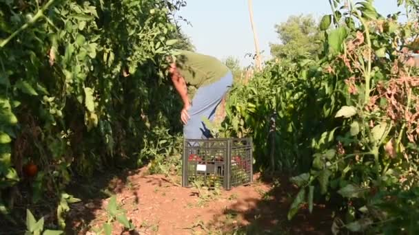 female farmer harvest tomatoes - Materiał filmowy, wideo