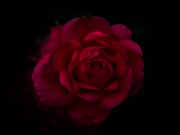 Красная роза в черном фоне
 - Фото, изображение