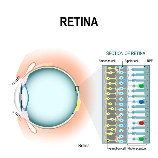 Retina hücreleri: çubuk ve koni hücreleri - Vektör, Görsel