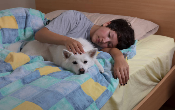 Сімейний собака погладжується дівчиною-підлітком на ліжку
  - Фото, зображення