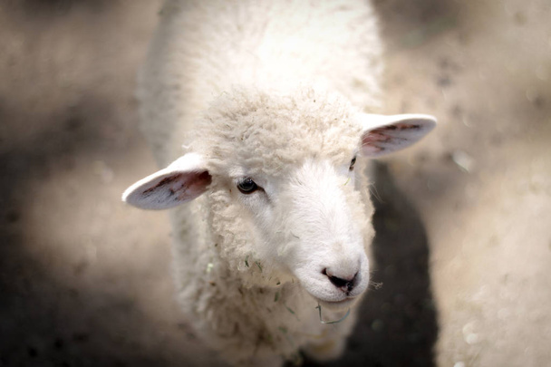 moutons dans une ferme - Photo, image