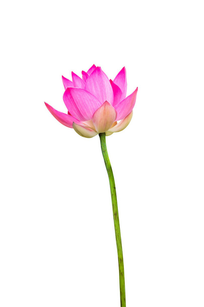 kvetoucí růžové Lotosový květ - Fotografie, Obrázek
